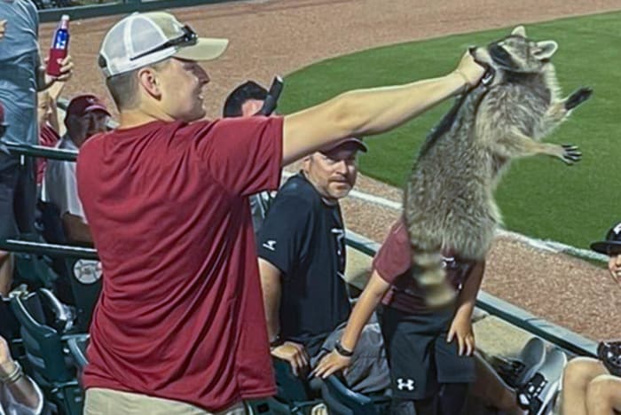 Grant Harmon-Raccoon